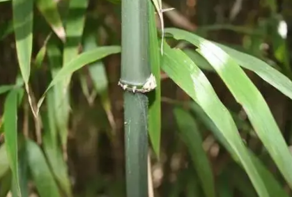 竹类植物能在室内养殖吗2