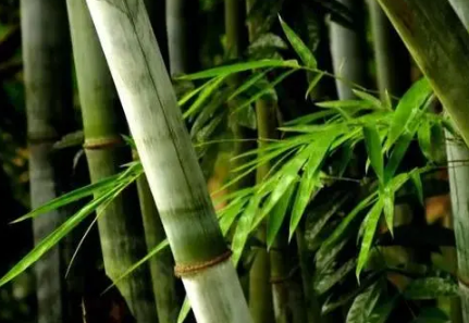 竹类植物能在室内养殖吗1