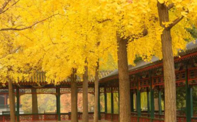 北京中山公园银杏几月份可以看2021