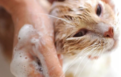 猫咪|猫咪洗澡不吹干会有什么影响