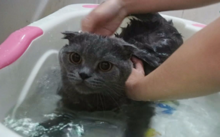猫咪洗澡不吹干会有什么影响3