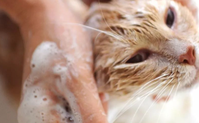 猫咪洗澡不吹干会有什么影响