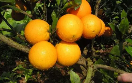 果冻橙和橙子营养价值一样吗3