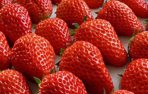丹东99草莓是四季吗3