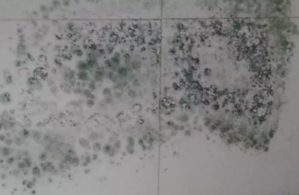 浴室瓷砖有霉斑怎么处理2
