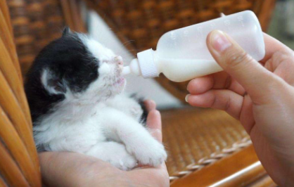 20天小猫一顿喝多少奶1