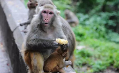 贵阳黔灵山猴子是保护动物吗
