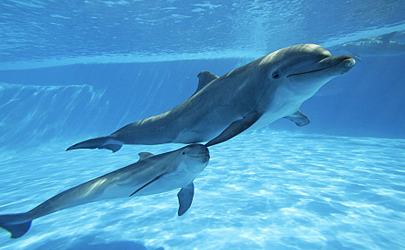 厦门海域金色海豚是怎么回事