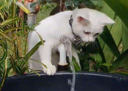 猫喜欢玩喝的水怎么办1