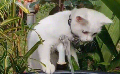 猫喜欢玩喝的水怎么办