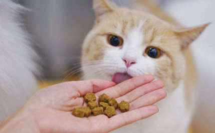 猫咪啥都不爱吃怎么办1