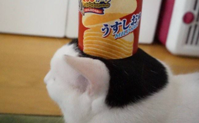 猫咪吃薯片有没有事