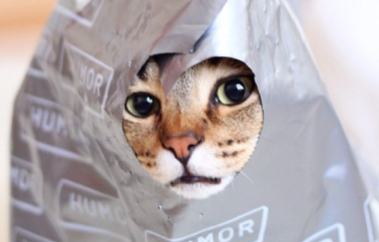 猫咪总舔塑料袋啥意思经常会好奇去摸去咬各种东西