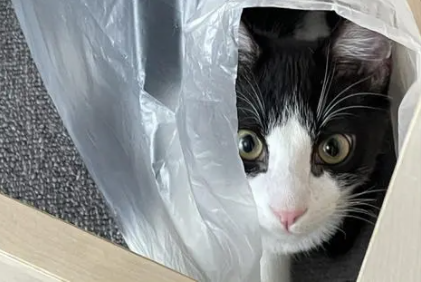 猫咪总舔塑料袋啥意思2