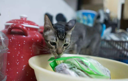猫咪总舔塑料袋啥意思3