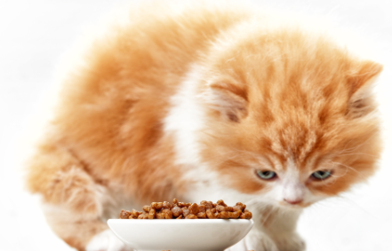 猫粮怎么做成流食1