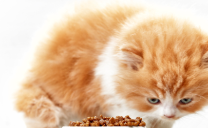 猫粮怎么做成流食