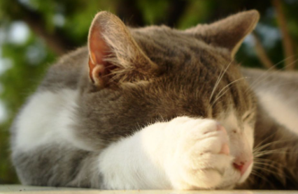 猫咪睡在头顶上是什么意思另一方面是喜欢人身上的气味