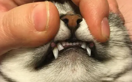 猫咪掉牙齿正常吗2