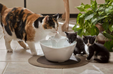 猫咪可以喝凉白开吗3