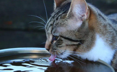猫咪可以喝凉白开吗