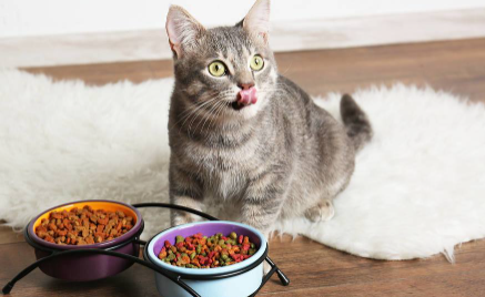 猫粮|没有猫粮可以给猫咪喂什么