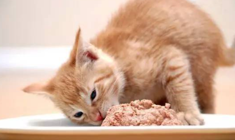猫咪吃鸡胸肉多久一次1