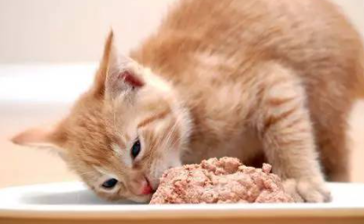 猫咪吃鸡胸肉多久一次