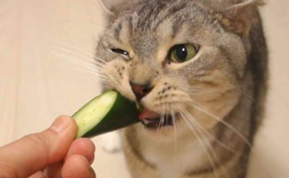 猫吃黄瓜能生吃吗