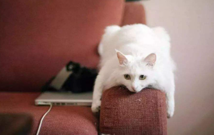 怎么教育猫咪不抓沙发3
