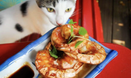 三个月幼猫能吃虾吗