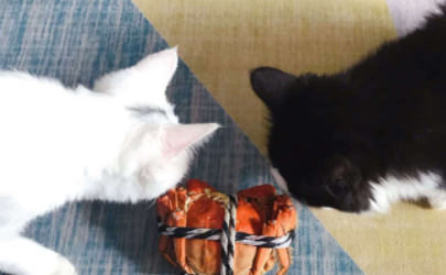 猫咪吃蟹肉有什么好处