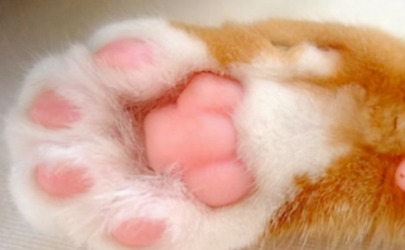 猫咪脚垫热是什么原因