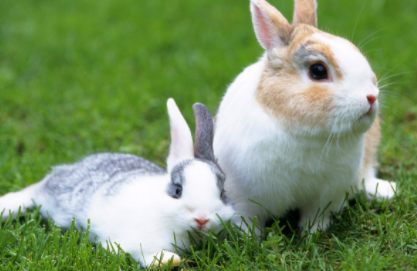 只养一只兔子需要绝育吗且比较好养活