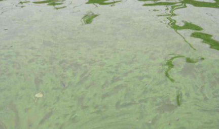 池塘里蓝藻怎么处理3