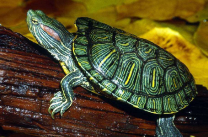 乌龟|乌龟和田螺可以一起养吗