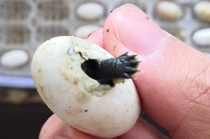 乌龟蛋怎么自然孵化1