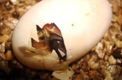 乌龟蛋怎么自然孵化3