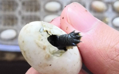 乌龟蛋怎么自然孵化