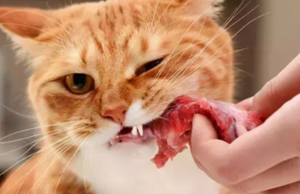 猫咪吃生肉怎么吃1