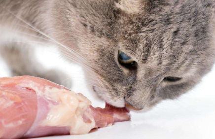 猫咪吃生肉怎么吃3