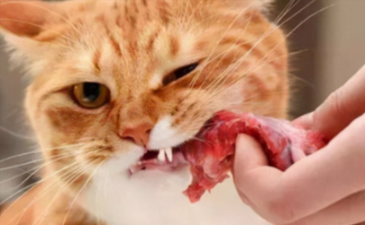 猫咪吃生肉怎么吃