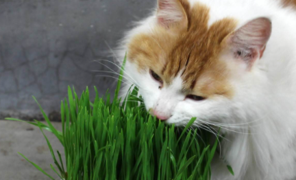 猫草用什么种的比较好1
