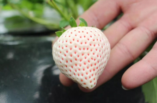 白色的草莓叫什么名字1