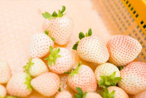 白草莓是转基因食品吗1