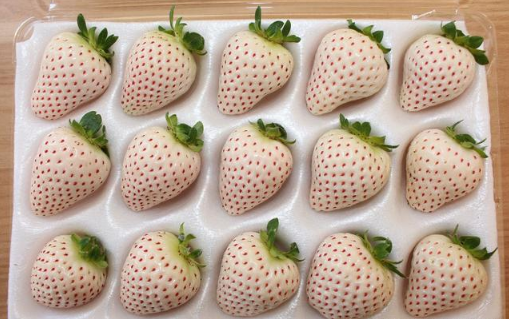 白色草莓和红色草莓哪个贵2