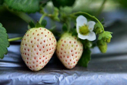 白色草莓和红色草莓哪个贵3