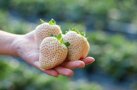 白色草莓多少钱一斤3