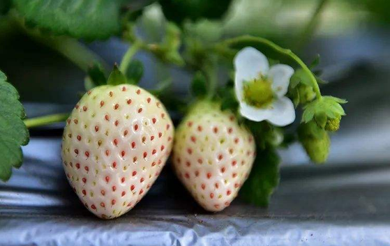白色草莓多少钱一斤1