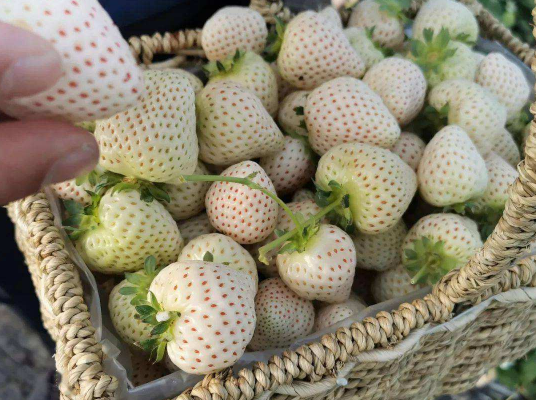 白色草莓多少钱一斤2